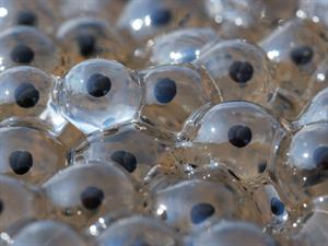 Shutterstock_118050949_amphibian spawn_abinieku nārsts.jpg