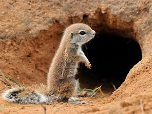 Squirrel’s burrow.jpg