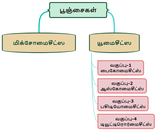 பூஞ்சைகள்.png