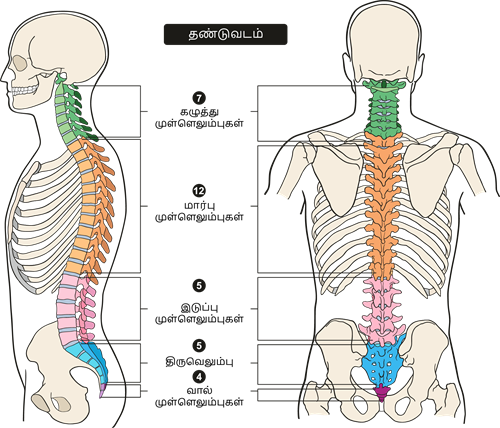 YCIND20220816_4262_Human organ systems_4.png
