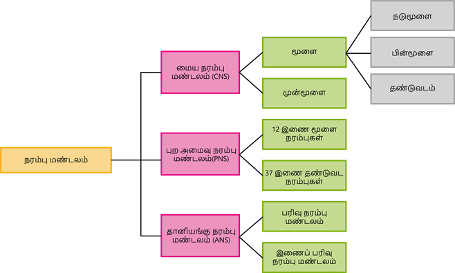 YCIND20220907_4452_Divya - Structural organisation of animals 2_10.png