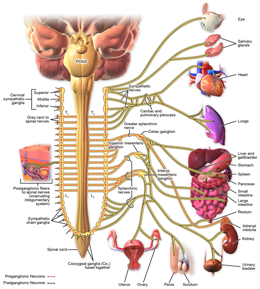 Blausen0838SympatheticInnervation.png