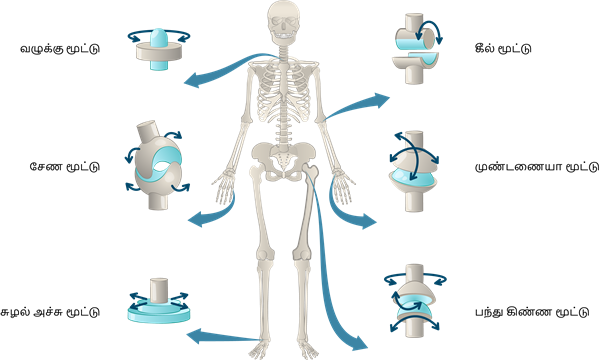 YCIND20220901_4386_Movements in animals_01.png