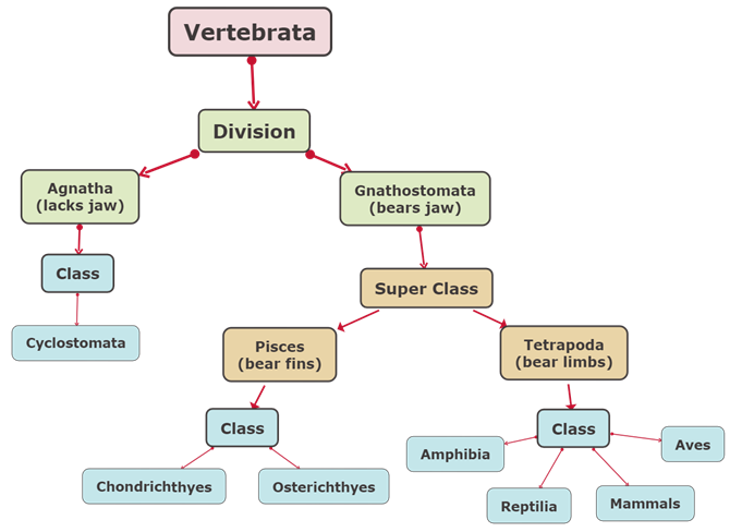 Vertebrata.png