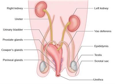 male reproductive.jpg