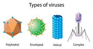 virusespngw426.png