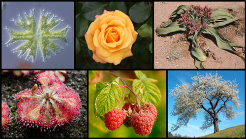 Diversity_of_plants_image_version_q.png