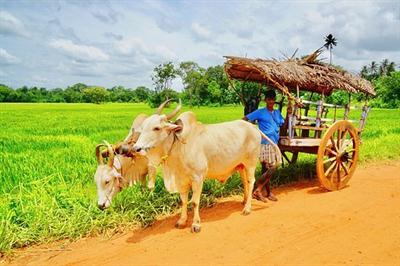 bullock-cart-3619974__340.jpg