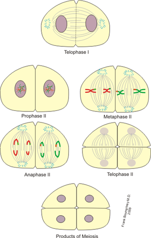 Meiosis2 (1).png