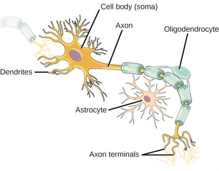 8. Figure_33_02_13.jpg