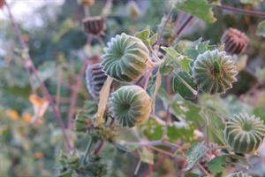 Abutilon_indicum_-_Indian_Mallow_from_Theni_(4).jpg