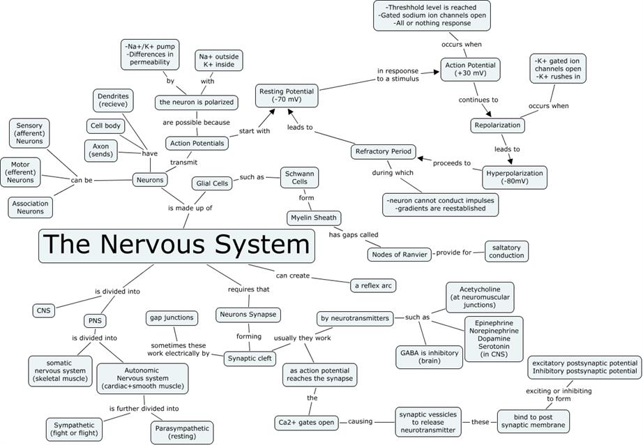 nervous-system-_2_.jpg