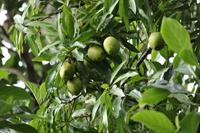 mango-5322139_960_720.jpg