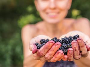 gathering brambles.jpg