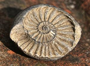 petrification-3533612_1920.jpg