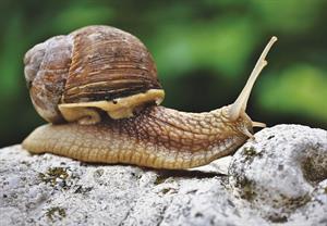 snail-4291296_960_720.jpg