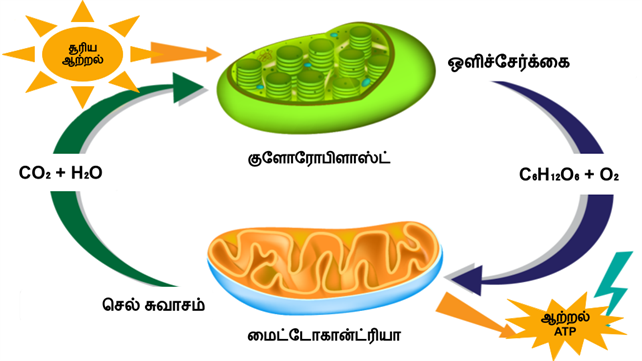 Design - YC IND (19).png