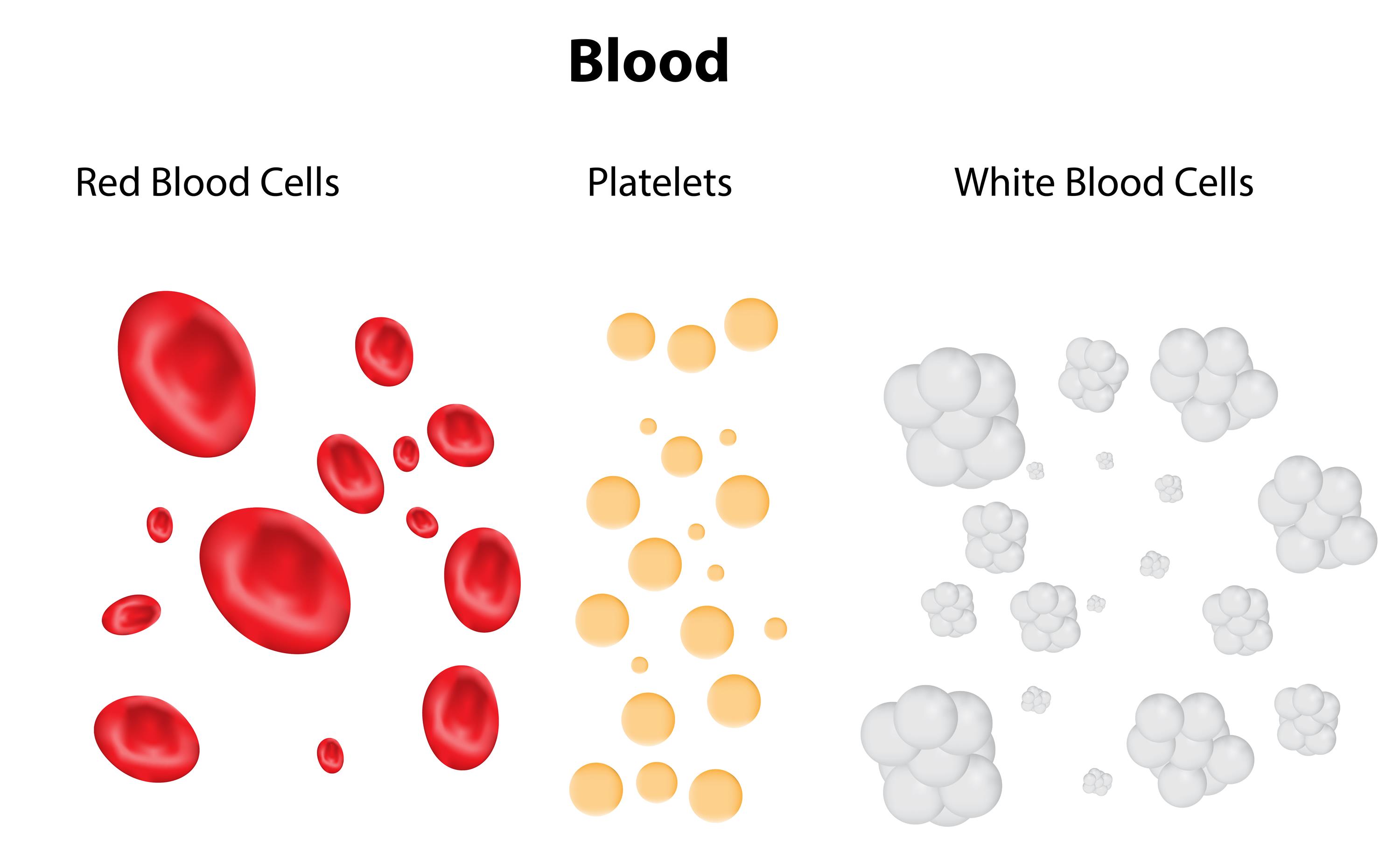 The components and functions of blood — lesson. Science CBSE, Class 7.