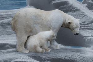polar-bear-709682_1280.jpg