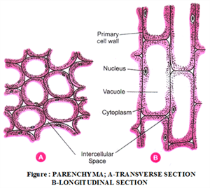 parenchyma.png