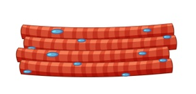 skeletal muscle.png