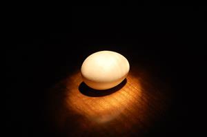 1199px-Chicken_egg_spotlight.jpg