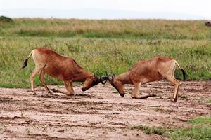 800px-Fighting_Hartebeest.jpg