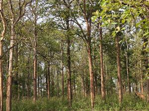 1024px-Teak_plantation_in_Karnataka.jpg