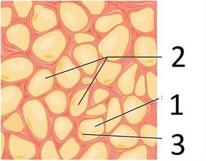 1200px-409_Adipose_Tissue.jpg