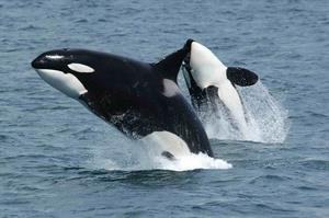 killer-whales-pix.jpg