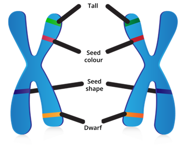 Editorial Designing - Biology Divya (20).png