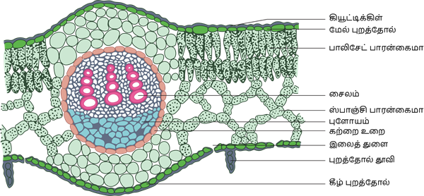 YCIND20220804_4089_Plant anatomy and physiology_08.png