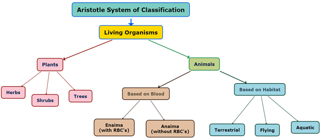 Aristotle System of Classification.png