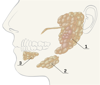 Salivary_glands_numbered.svg.png
