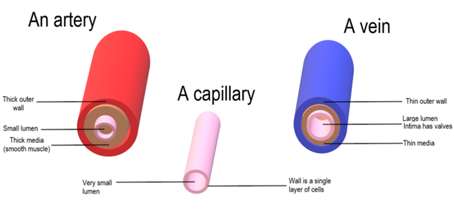 800px-Artery_Vein_Capillary_Comparison.png