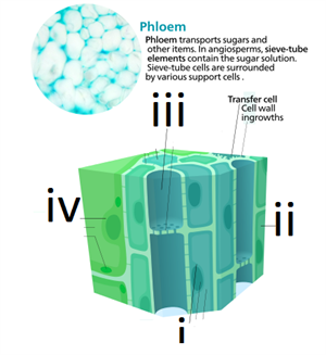 440pxPhloemcellssvg.png