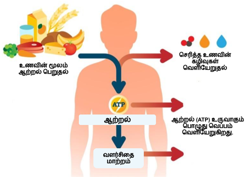 Design - YC IND (34).png