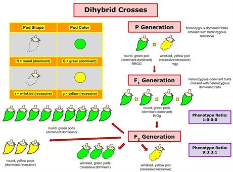 DihybridCrossofPeaPlants.jpg