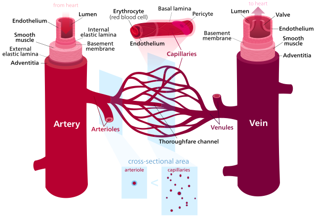 640px-Blood_vessels-en.svg.png