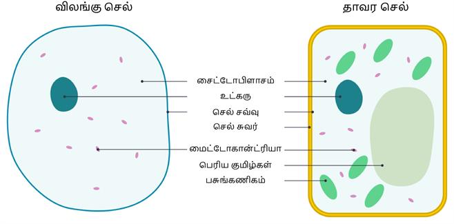 YCIND20220804_4064_Cell Biology_13.jpg