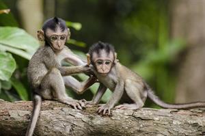 monkeys-768641_1920.jpg