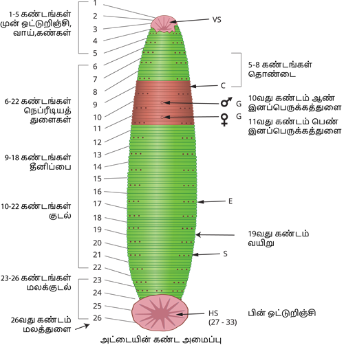 YCIND20220901_4408_Structural organisation of animals_06.png