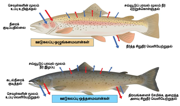 Design - YC IND (35).png