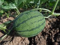 watermelon-551235_960_720.jpg
