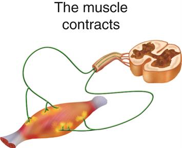 Muscle_13e.jpg