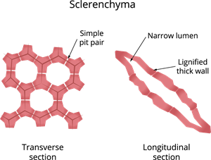 Sclerenchyma.png