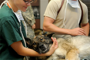 vet 2020-12-22 170926.png