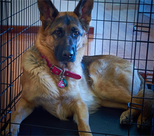 Alsatian 2020-12-22 151804.png