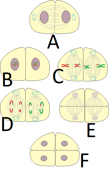 Meiosis21 (1).png