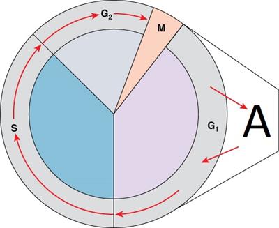 0329_Cell_Cycle qe.jpg
